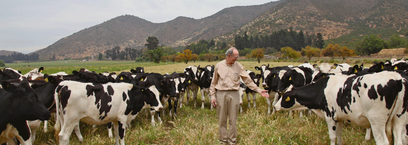 El esencial apoyo que brinda una cooperativa a los productores de leche de la Región Metropolitana