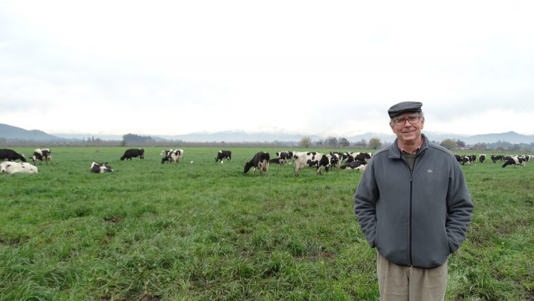 El esencial apoyo que brinda una cooperativa a los productores de leche de la Región Metropolitana