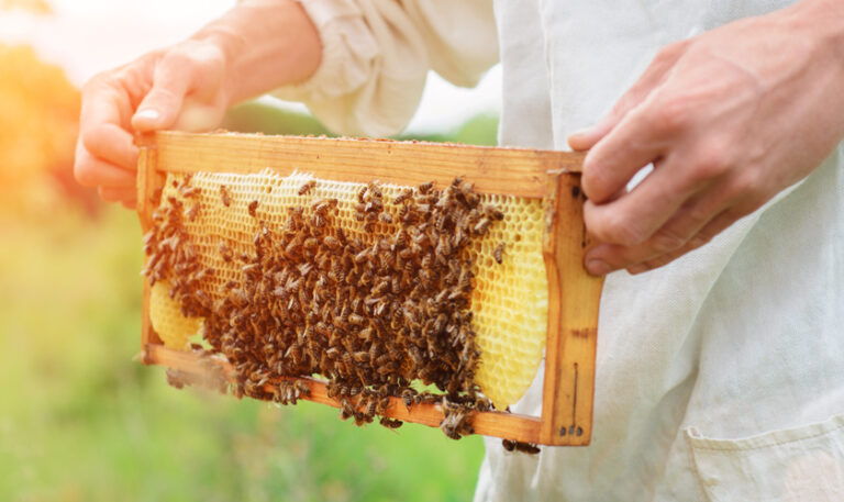 Colmenas, abejas y miel: Conoce más sobre el desarrollo de la apicultura en Chile Colmenas, abejas y miel: Conoce más sobre el desarrollo de la apicultura en Chile