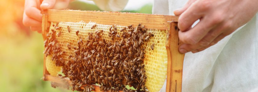 Colmenas, abejas y miel: Conoce más sobre el desarrollo de la apicultura en Chile