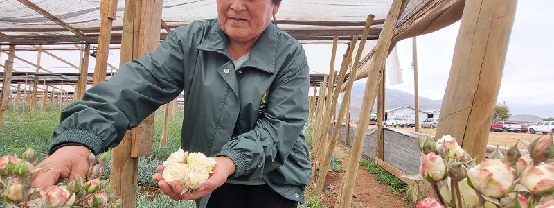 Cooperativas: protagonistas del desarrollo sostenible en Chile